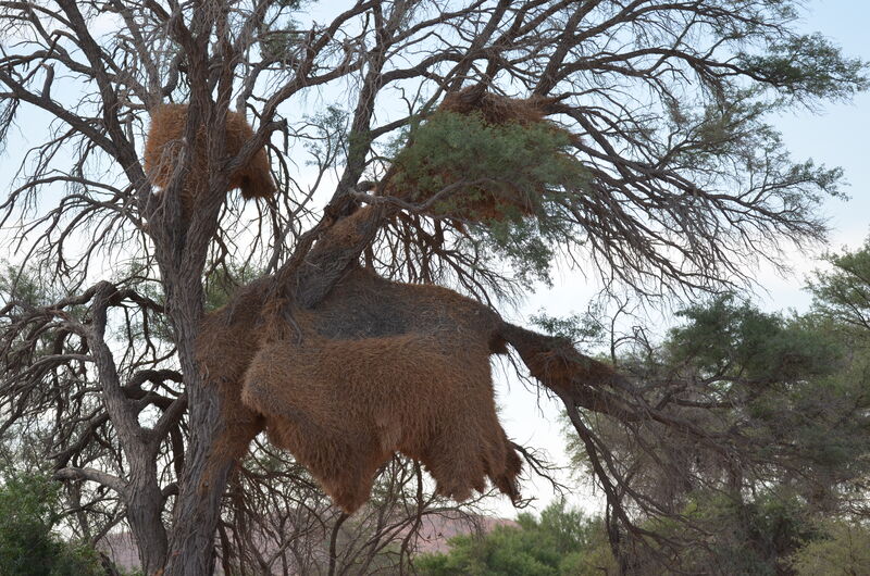 Sociable Weaver, Reproduction-nesting