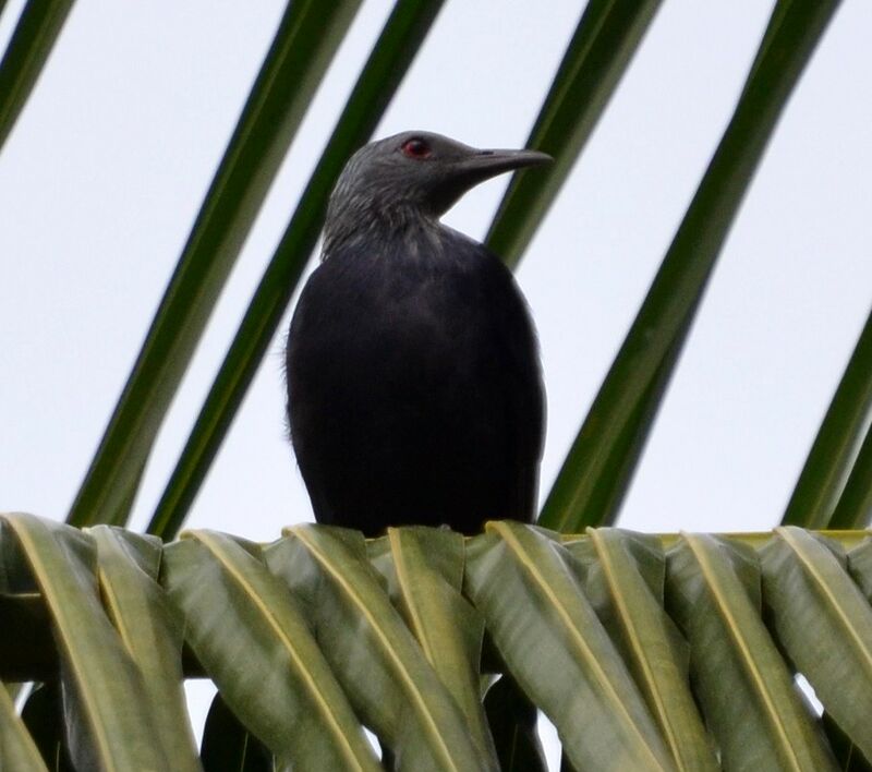 Chestnut-winged Starlingadult, identification