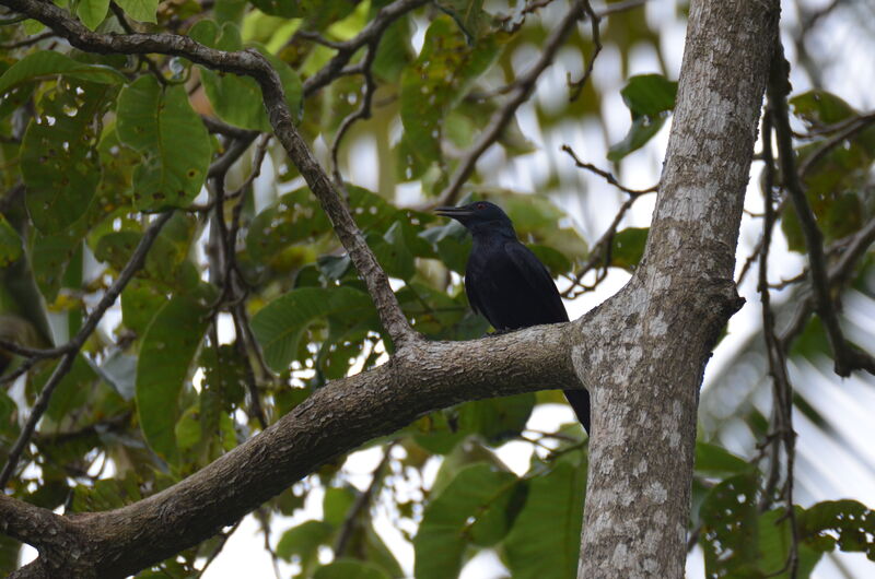 Chestnut-winged Starlingadult, identification