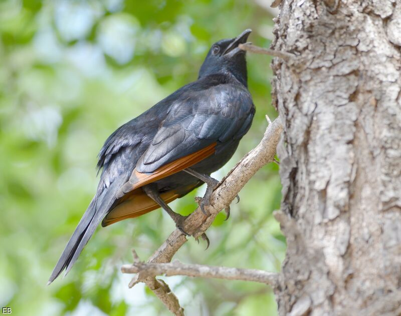 Red-winged Starlingadult, identification