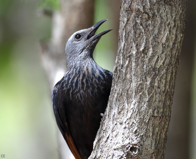 Red-winged Starlingadult, close-up portrait