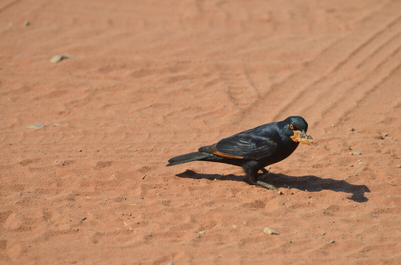 Pale-winged Starlingadult, identification