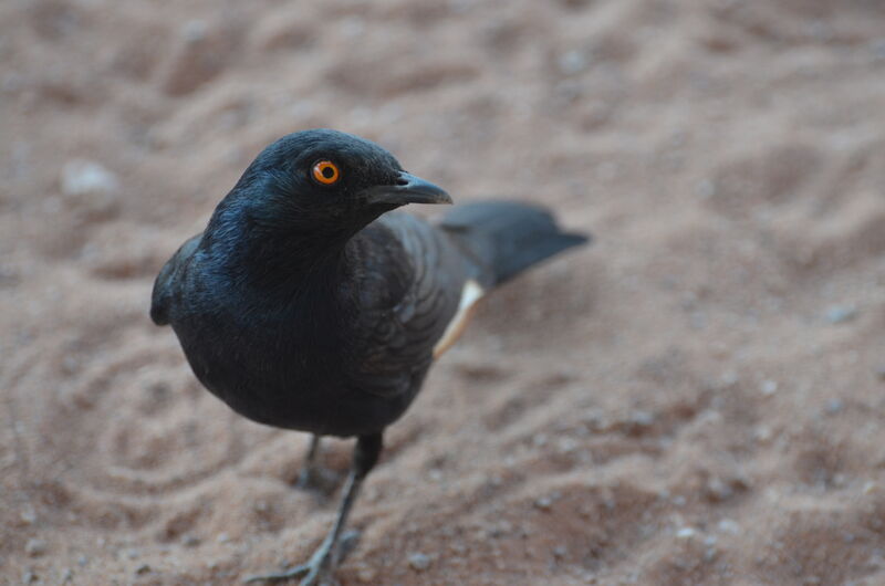 Pale-winged Starlingadult, identification