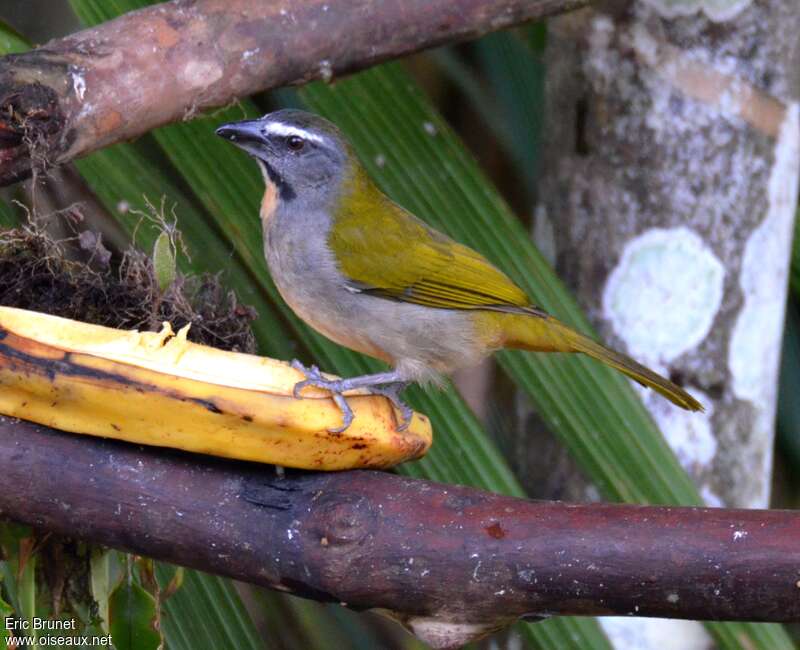 Buff-throated Saltatoradult, identification