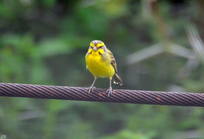 Serin du Mozambiqueadulte, identification