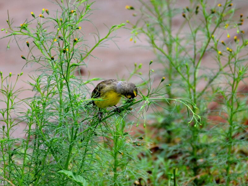 Serin du Mozambiqueadulte, identification, régime, mange