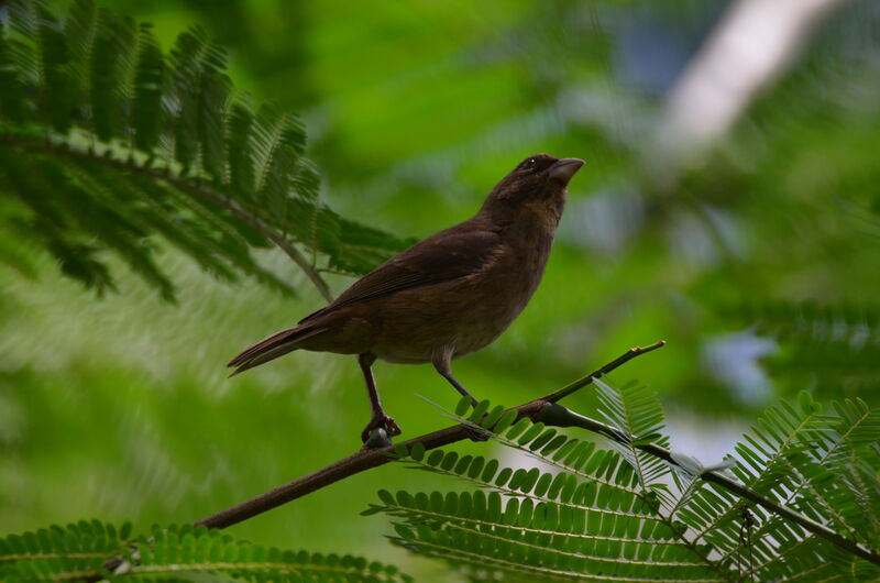 Principe Seedeateradult, identification