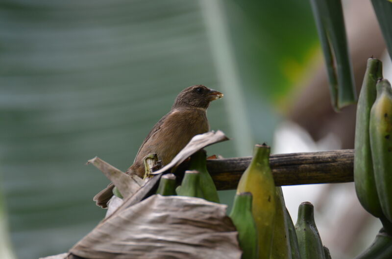 Principe Seedeateradult, identification, feeding habits, eats