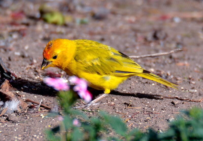 Saffron Finchimmature, identification, feeding habits, eats