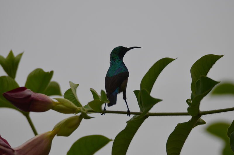 Olive-bellied Sunbird male, identification