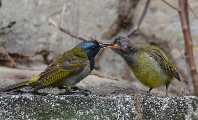 Reichenbach's Sunbird female Poussin, identification, eats