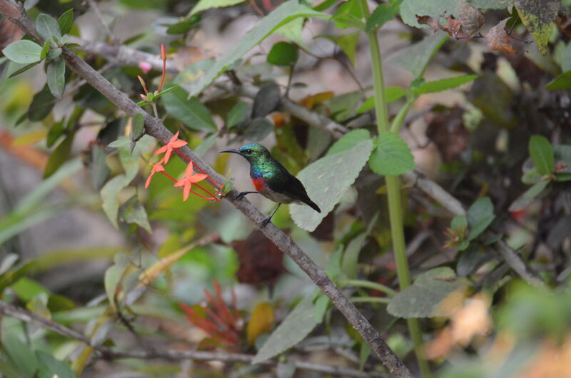 Souimanga minule mâle, identification