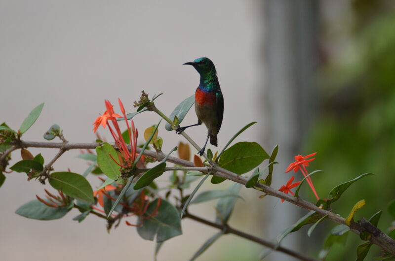 Tiny Sunbird