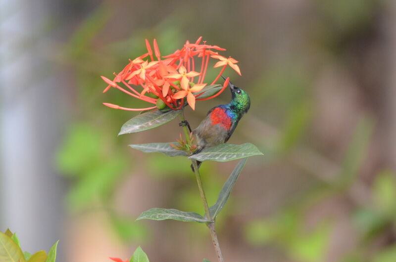 Tiny Sunbird