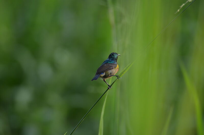 Tiny Sunbird male adult, identification