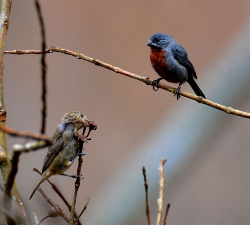 Sporophile à ventre châtainadulte, régime, mange