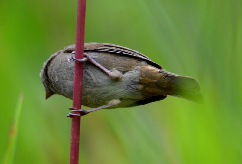 Slate-colored Seedeateradult, identification