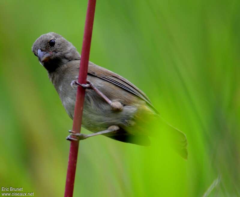 Slate-colored Seedeater female adult, identification