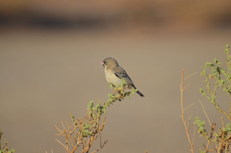 Sporopipe squameuxadulte, identification