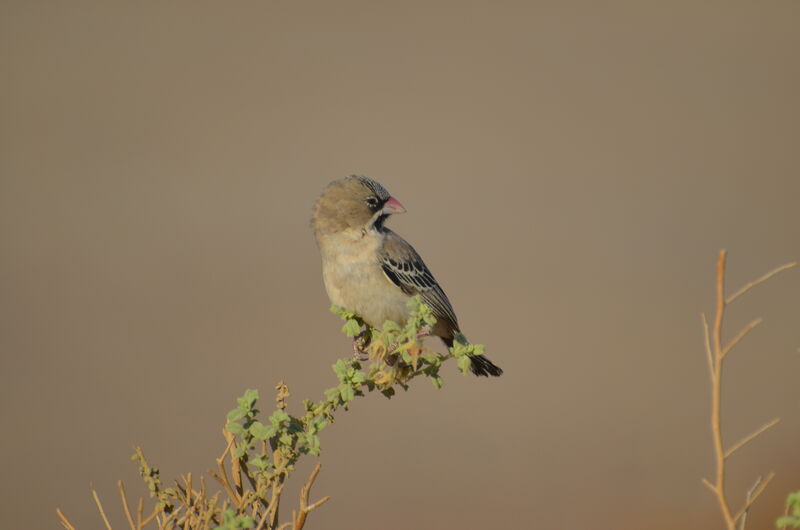 Sporopipe squameuxadulte, identification