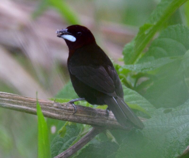 Silver-beaked Tanageradult, identification