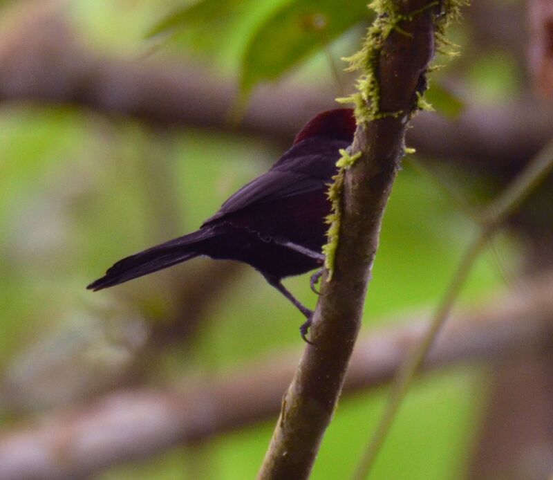 Tangara à bec d'argentadulte, identification