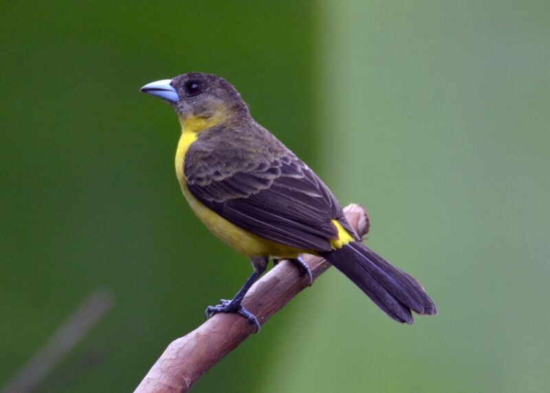 Lemon-rumped Tanager female adult, identification