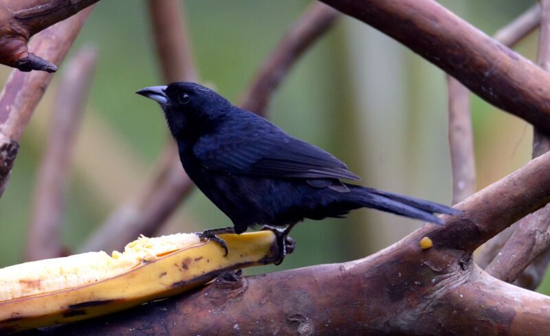 White-lined Tanagerimmature, identification, feeding habits