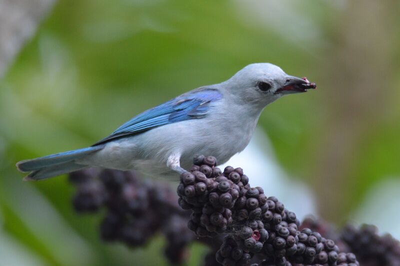 Blue-grey Tanageradult, identification, feeding habits, eats