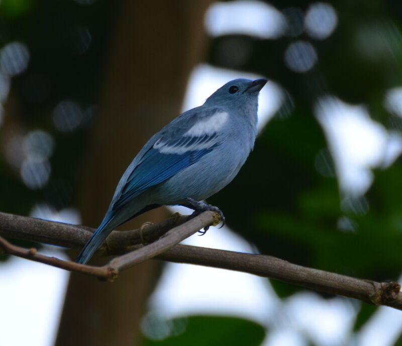 Tangara évêqueadulte, identification