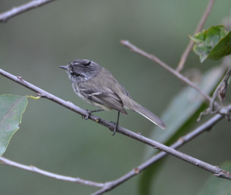 Tufted Tit-Tyrantadult, identification