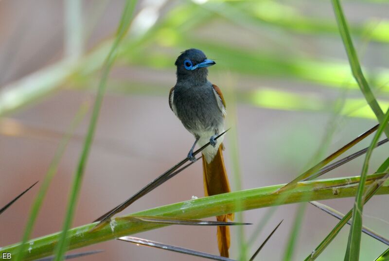 African Paradise Flycatcher male adult, identification