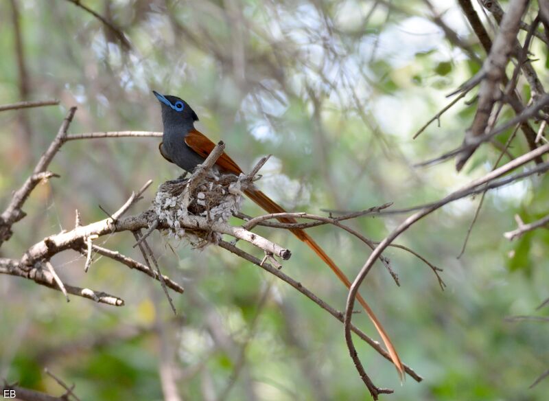 African Paradise Flycatcher male adult, identification, Reproduction-nesting