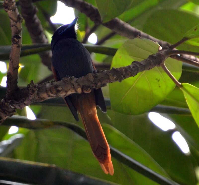 Rufous-vented Paradise Flycatcheradult, identification