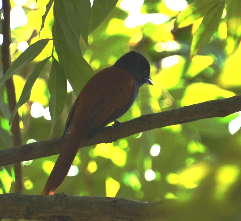 Rufous-vented Paradise Flycatcheradult, identification