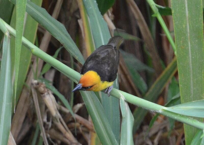 Black-necked Weaver male adult, identification