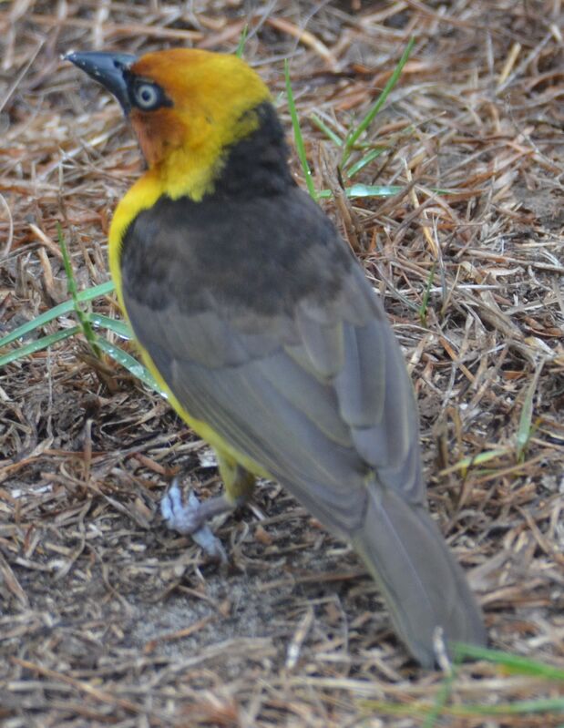 Black-necked Weaver male adult, identification