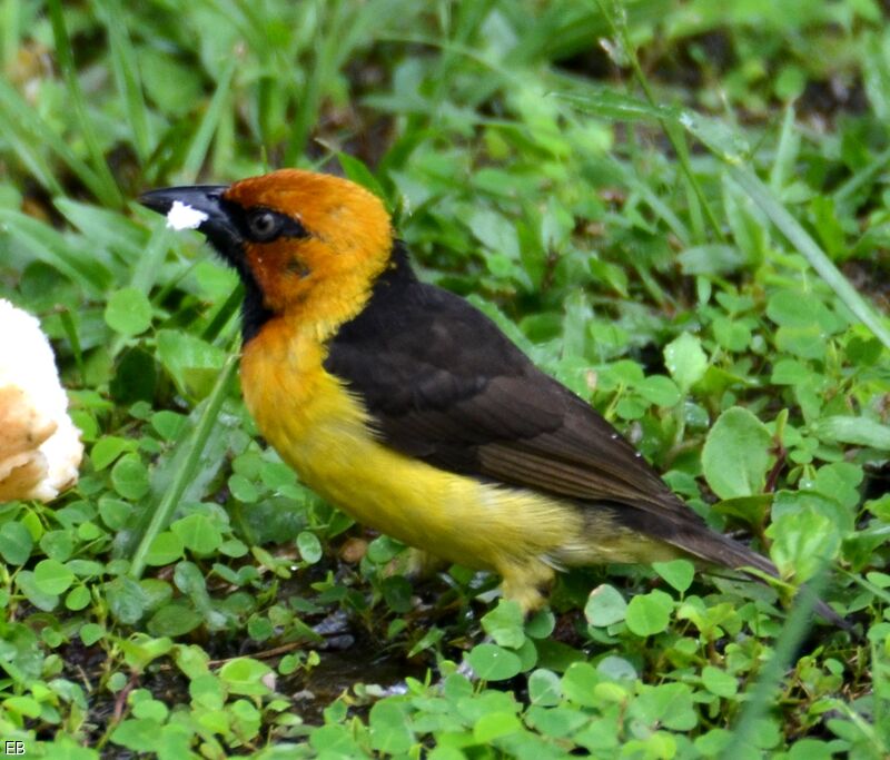 Black-necked Weaver male adult, identification