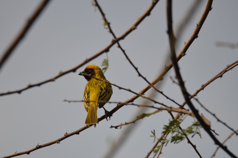 Southern Masked Weaveradult, identification