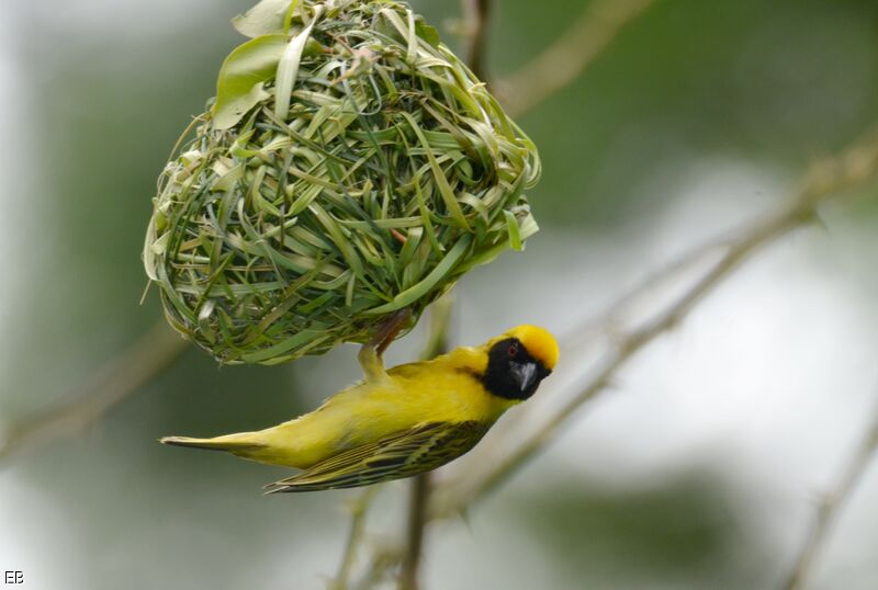 Southern Masked Weaveradult, identification, Reproduction-nesting