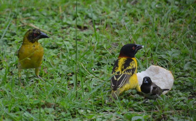 Tisserin gendarmeimmature