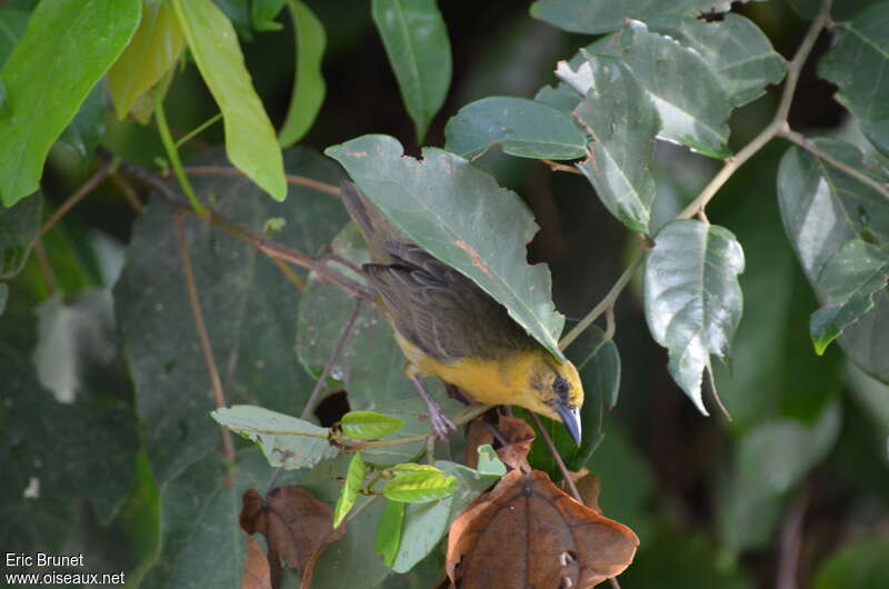 Vieillot's Black Weaver female adult, identification