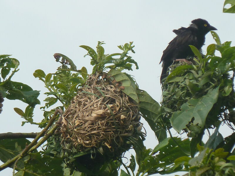 Tisserin noir et marronadulte, Nidification