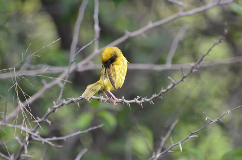 Vitelline Masked Weaveradult, identification