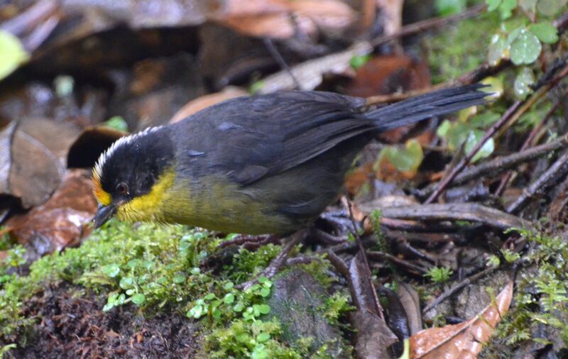 Pale-naped Brushfinchadult, identification