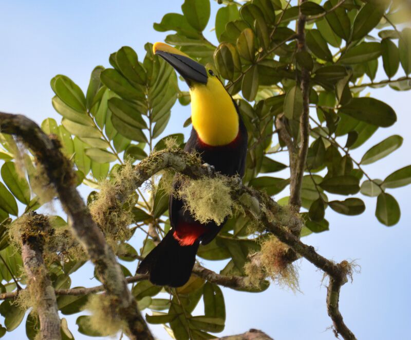 Choco Toucanadult, identification