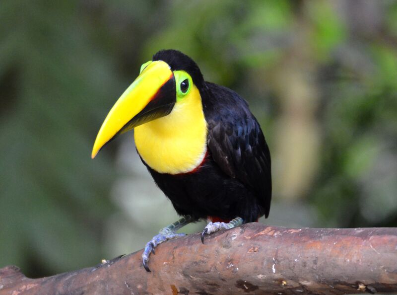 Toucan du Chocóimmature, identification