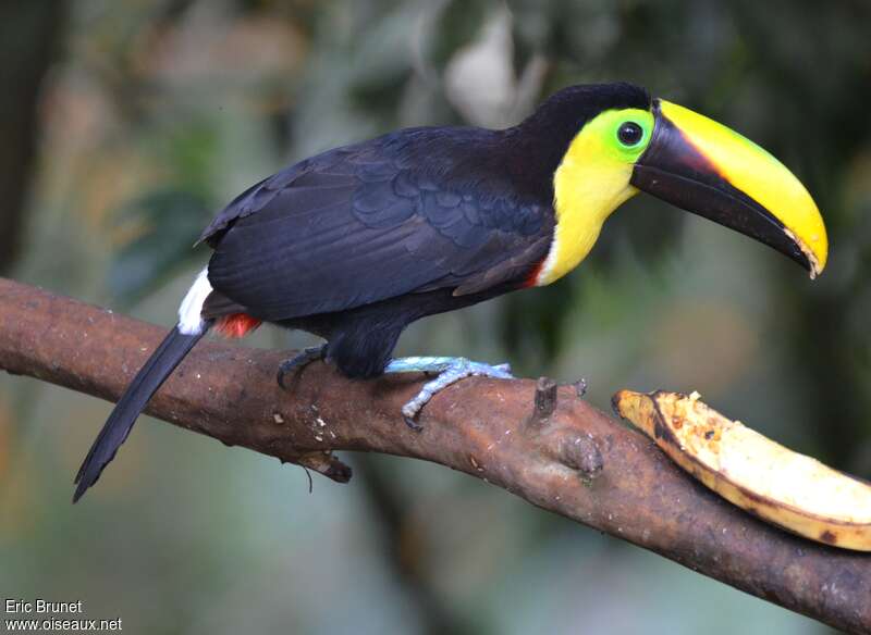 Choco Toucanadult, identification, eats