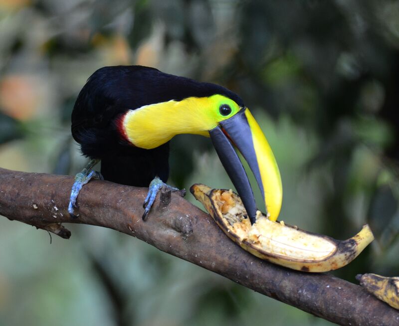 Choco Toucanimmature, identification, feeding habits, eats