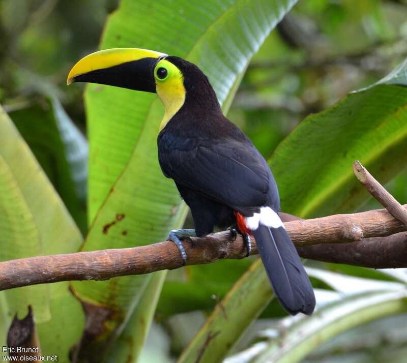 Toucan du Chocóadulte, composition